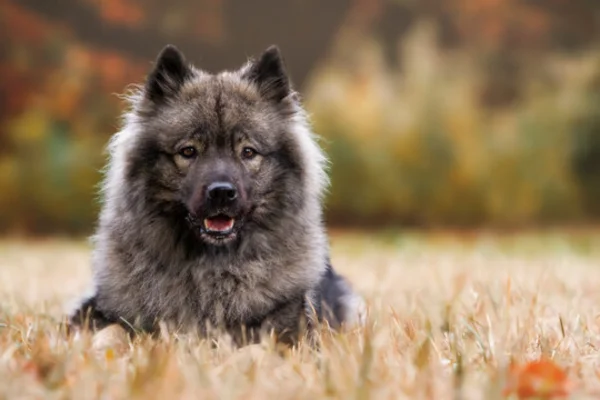 Eurasier 2vettop% Eurasier