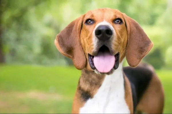 Foxhound Americano 2vettop% Foxhound Americano