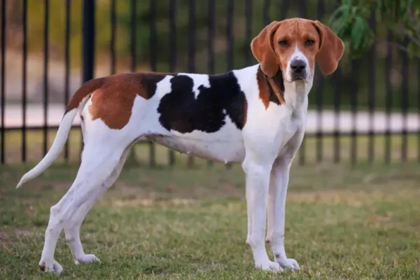 Foxhound Americano 1vettop% Foxhound Americano