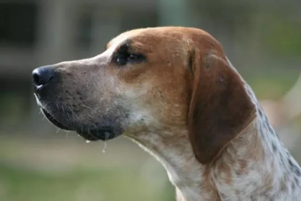 Foxhound Inglês 2vettop% Foxhound Inglês