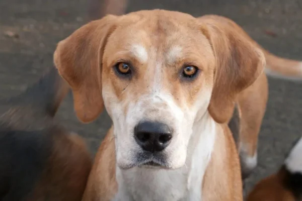 Foxhound Inglês 1vettop% Foxhound Inglês