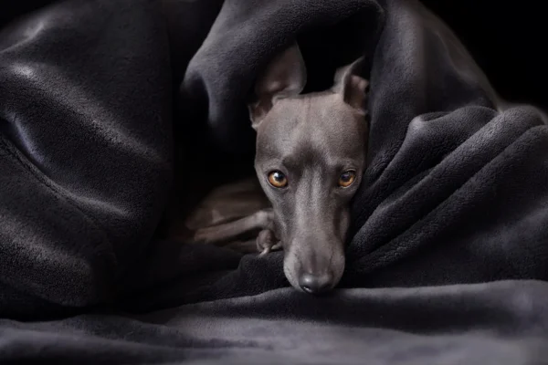 Galgo Italiano 1vettop% Galgo Italiano