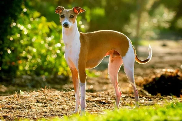 Galgo Italiano 2vettop% Galgo Italiano
