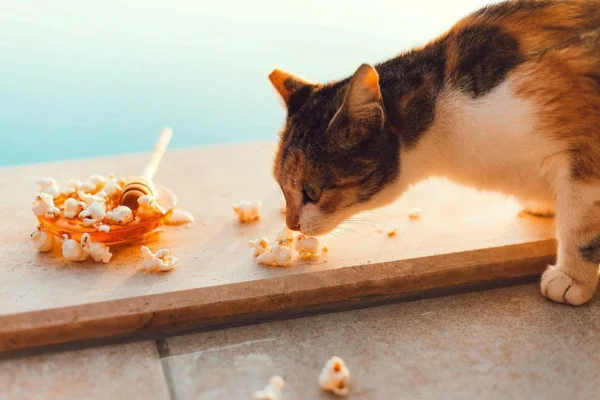 Gato Pode Comer Pipoca? Entenda os Riscos e Cuidados 1vettop% Gato Pode Comer Pipoca?