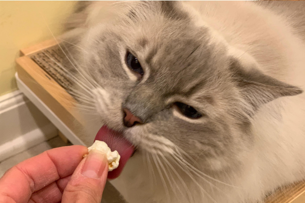 Gato Pode Comer Pipoca? Entenda os Riscos e Cuidados 2vettop% Gato Pode Comer Pipoca?