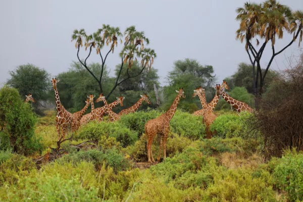 Girafa: O Gigante Gentil da Savana Africana 1vettop% Girafa: O Gigante Gentil da Savana Africana