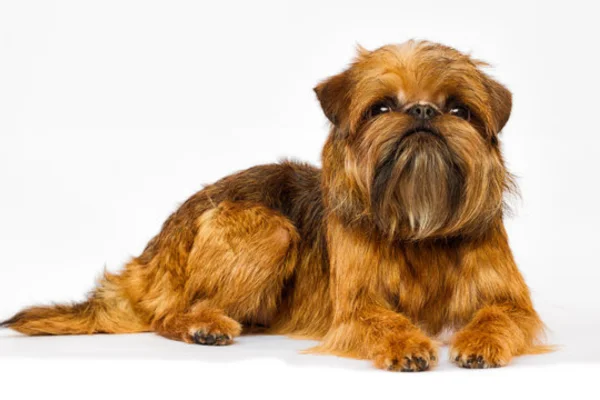 Griffon Belga 2vettop% Griffon belga