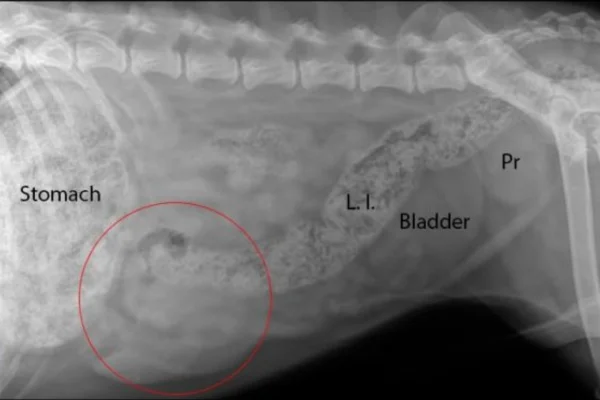 Hemangiossarcoma em Cães: 1vettop% hemangiossarcoma