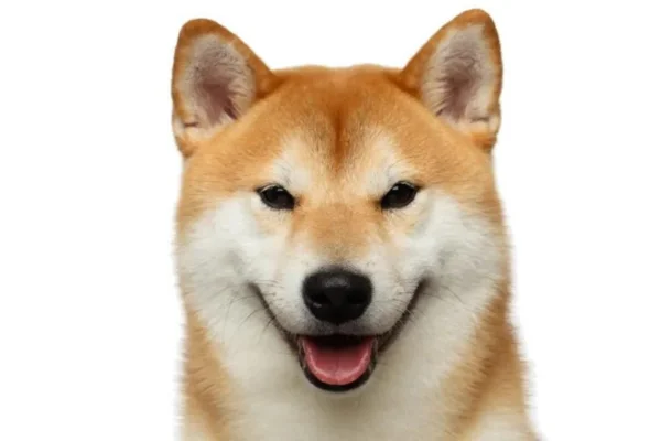 Husky Inu 1vettop% Husky Inu