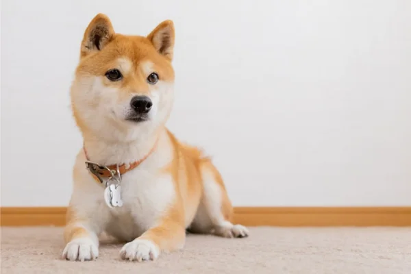 Husky Inu 2vettop% Husky Inu
