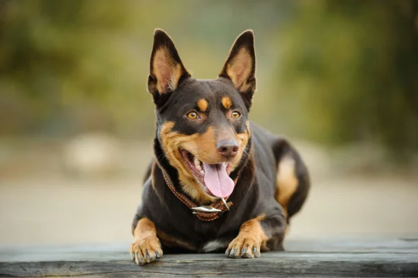 Kelpie Australiano 1vettop% Kelpie Australiano