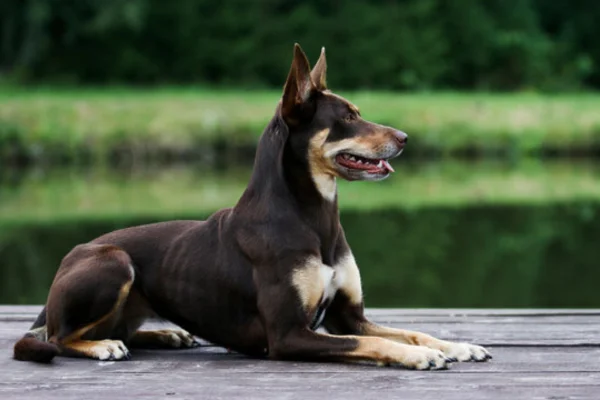 Kelpie Australiano 2vettop% Kelpie Australiano