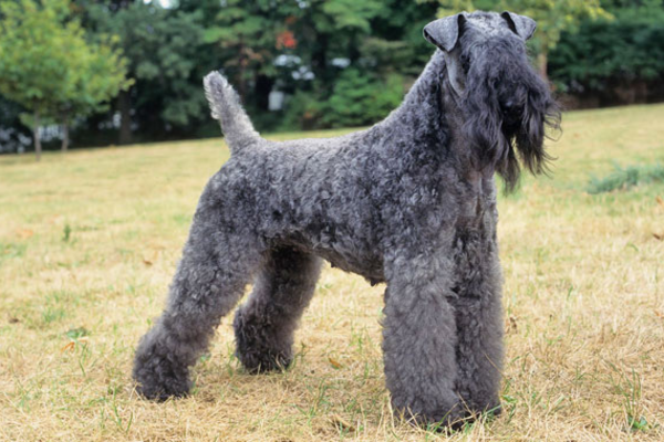 Kerry Blue Terrier 1vettop% Kerry Blue Terrier