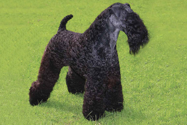 Kerry Blue Terrier 2vettop% Kerry Blue Terrier