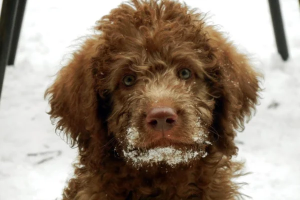 Labradoodle 1vettop% Labradoodle