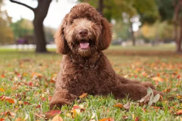 Labradoodle 2vettop% Labradoodle