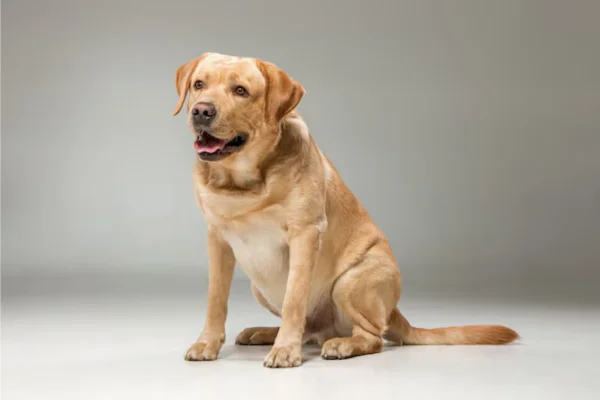 Labrador Retriever 1vettop% Labrador Retriever