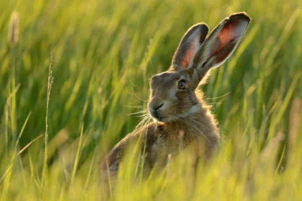 lagomorfos 3vettop% Lebreswww.vettopbr.com