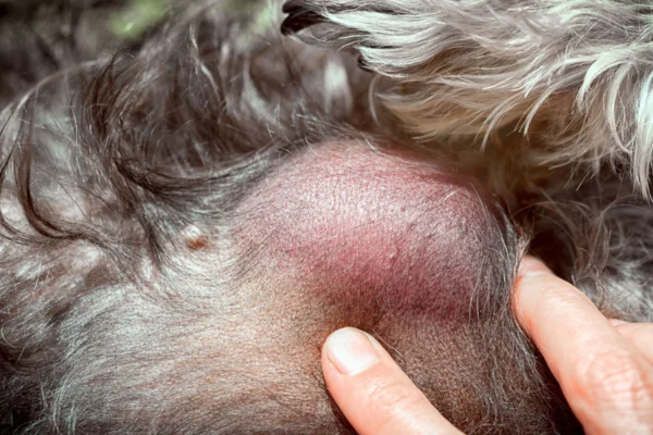Linfoma em Cães: Tudo O Que Você Precisa Saber 1vettop% Linfoma em Cães - Quando se fala em câncer em cães, o linfoma está entre os tipos mais comuns e preocupantes, afetando muitas famílias que têm esses companheiros fiéis.