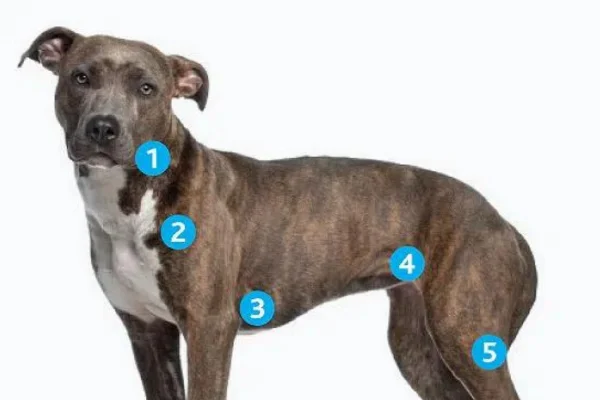 Linfoma em Cães: Tudo O Que Você Precisa Saber 2vettop% Linfoma em Cães - Quando se fala em câncer em cães, o linfoma está entre os tipos mais comuns e preocupantes, afetando muitas famílias que têm esses companheiros fiéis.