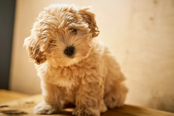 Maltipoo 1vettop% Maltipoo
