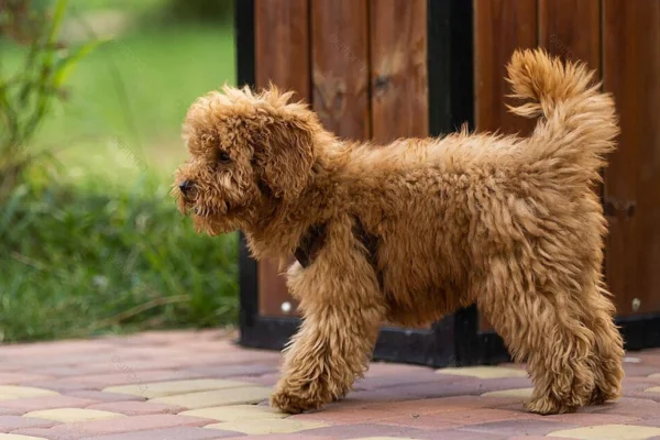 Maltipoo 2vettop% Maltipoo