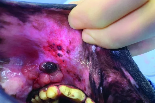 Melanoma Oral 1vettop% Melanoma Oral