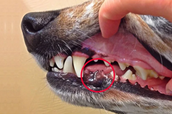 Melanoma Oral 2vettop% Melanoma Oral - O câncer é uma palavra que sempre causa preocupação, especialmente quando afeta nossos queridos animais de estimação. Dentre as várias formas de câncer que podem acometer os cães, o melanoma oral é uma das mais comuns e sérias.