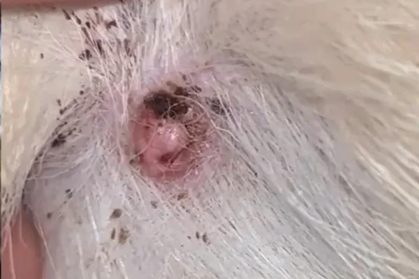 Melanoma em Cães 2vettop% Melanoma em Cães