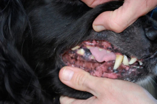 Melanoma em Cães 1vettop% Melanoma em Cães