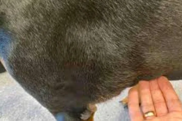 Meu cachorro está com um caroço na costela 1vettop% Meu cachorro está com um caroço na costela