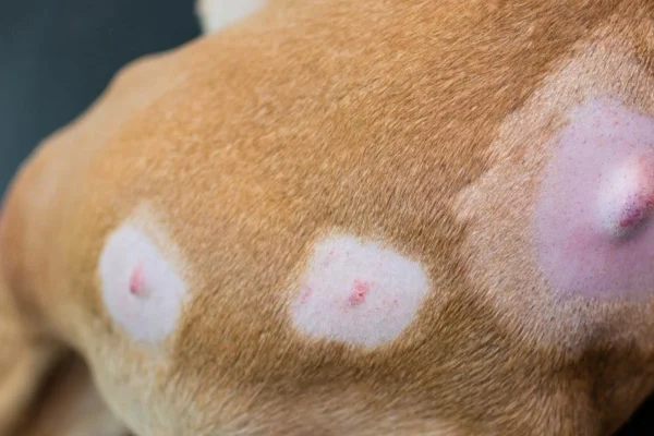Meu cachorro está com um caroço na costela 2vettop% Meu cachorro está com um caroço na costela