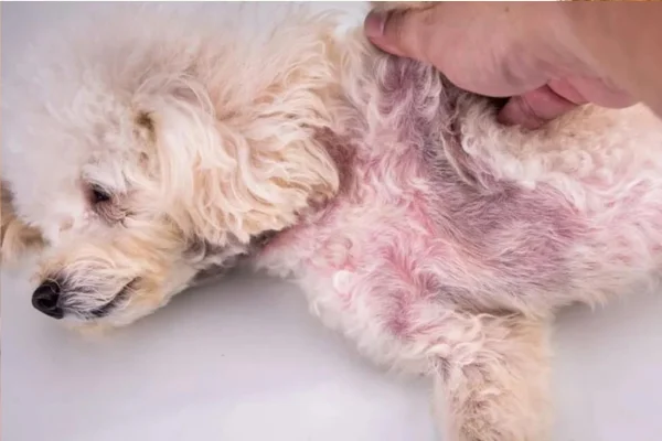 Miconazol para Cachorro 2vettop% Miconazol para Cachorro