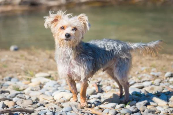 Morkie 2vettop% Morkie