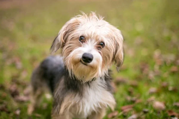 Morkie 1vettop% Morkie