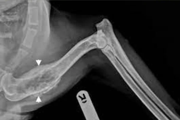 Osteossarcoma em cães 2vettop% Osteossarcoma em cães