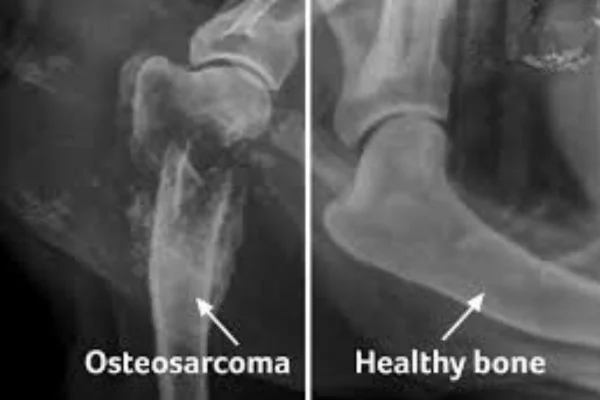 Osteossarcoma em cães 1vettop% Osteossarcoma em cães