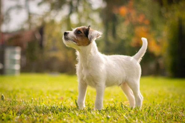 Parson Russell Terrier 2vettop% Parson Russell Terrier