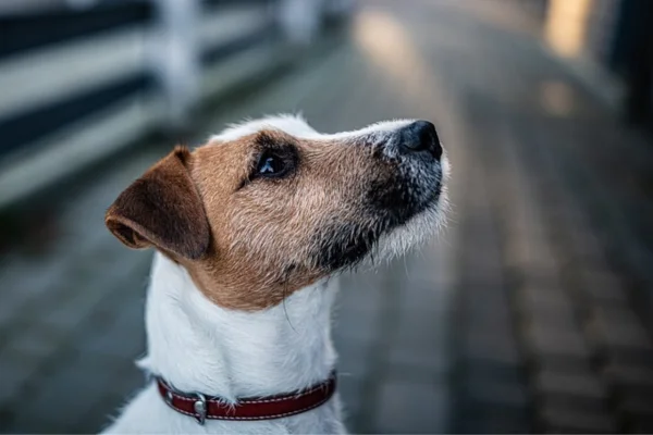 Parson Russell Terrier 1vettop% Parson Russell Terrier