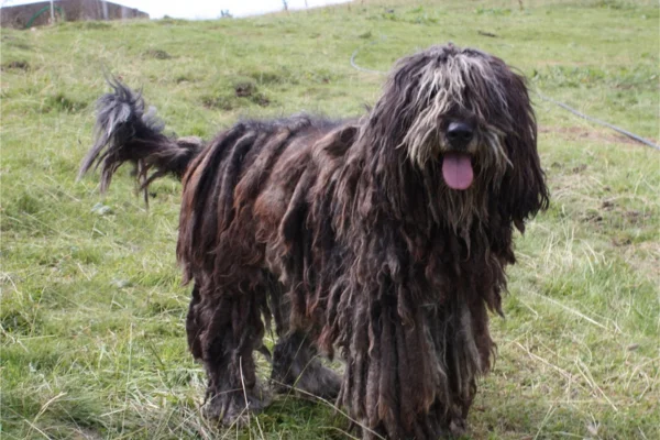 Pastor Bergamasco 2vettop% Pastor Bergamasco