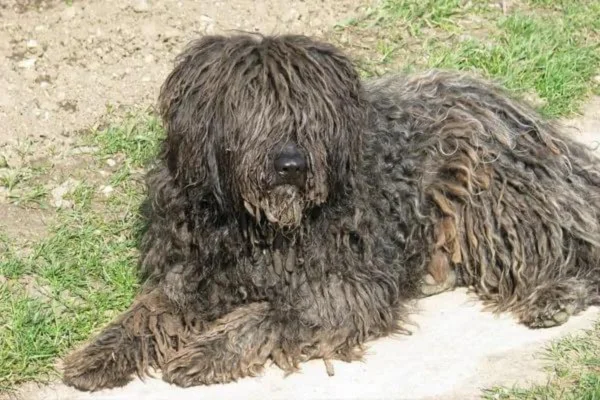 Pastor Bergamasco 1vettop% Pastor Bergamasco