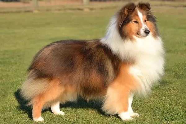 Pastor de Shetland 2vettop% Pastor de Shetland