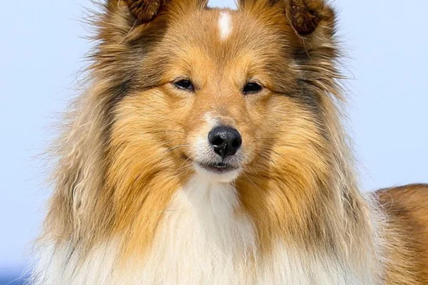 Pastor de Shetland 1vettop% Pastor de Shetland