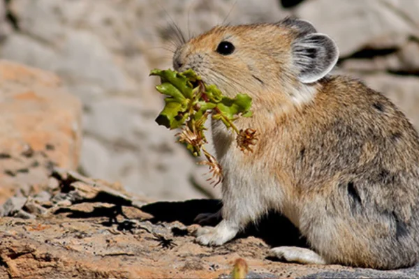 lagomorfos 4vettop% Curiosidades do mundo animalLagomorfos