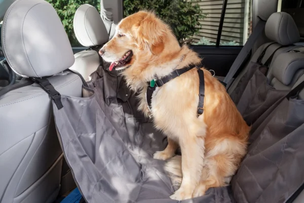 Pode dar Dramin para cachorro? 2vettop% Pode dar Dramin para cachorro?