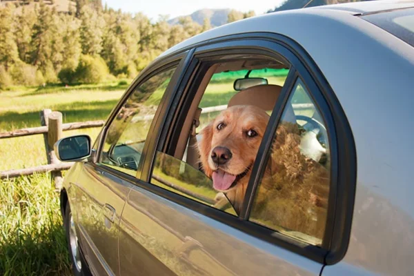 Pode dar Dramin para cachorro? 1vettop% Pode dar Dramin para cachorro?