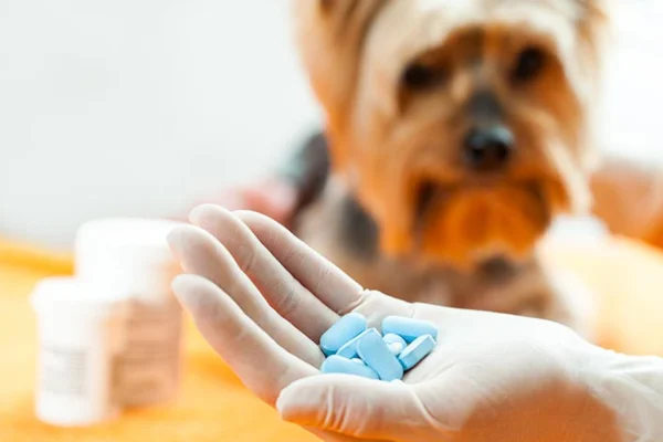 Pode dar Nimesulida para cachorro? 1vettop% Efeitos colaterais nimesulida cachorro