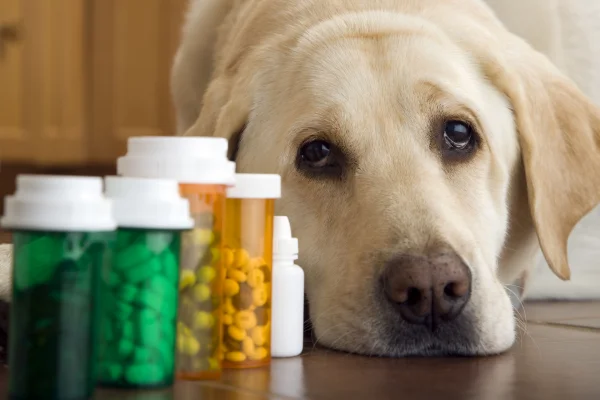 Pode dar Nimesulida para cachorro? 2vettop% Efeitos colaterais nimesulida cachorro