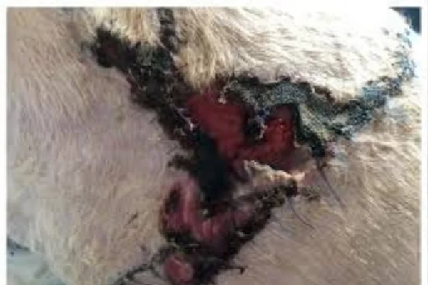 Pode usar iodo povidine em cachorro? 2vettop% Pode usar iodo povidine em cachorro?