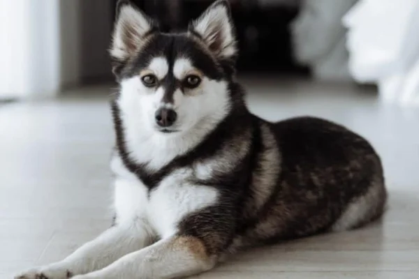 Pomsky 1vettop% Pomsky